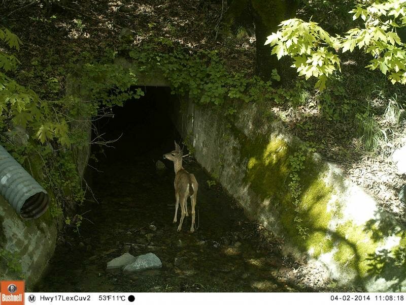 Deer at Trout Creek Culvert